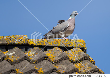 Single pigeon on roof Single pigeon on roof 9833189