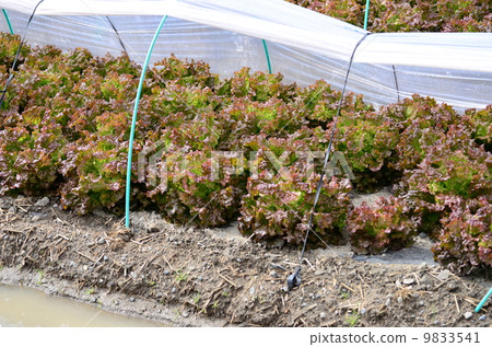 晴朗的萵苣領域等待收穫 9833541