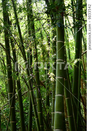 竹林靜靜地漂流 9833542