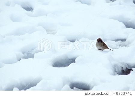 Fukuza sparrow of snowy day 3 9833741