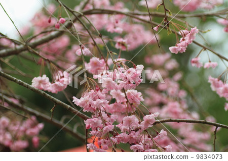 Shodare cherry blossoms Shodare cherry blossoms 9834073