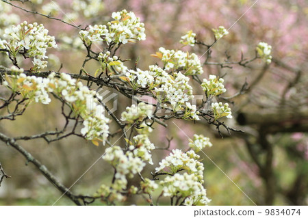 Yamanashi's flower 9834074