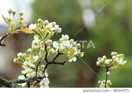 Yamanashi's flower 9834075