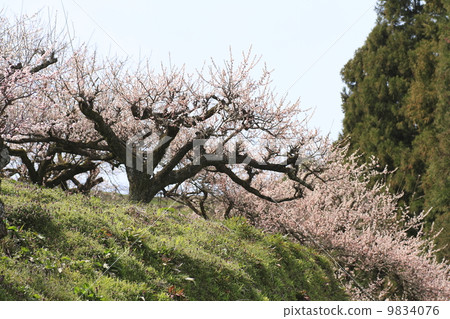 Bairin flowers Bairin flowers 9834076