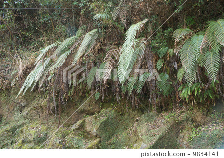 A big fern growing in cliffs 9834141