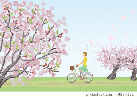 Cherry blossom trees / bicycle / ladies 9834151