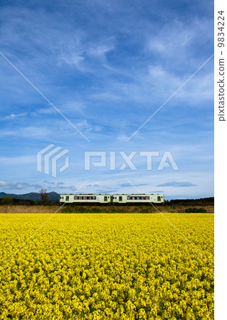 Local train going on the rape field of Odori Yokohama, Omaki Line Local train going on the rape field of Odori Yokohama, Omaki Line 9834224