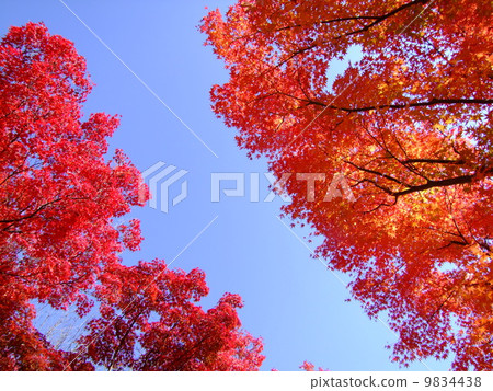 Kiyomizudera秋葉 9834438