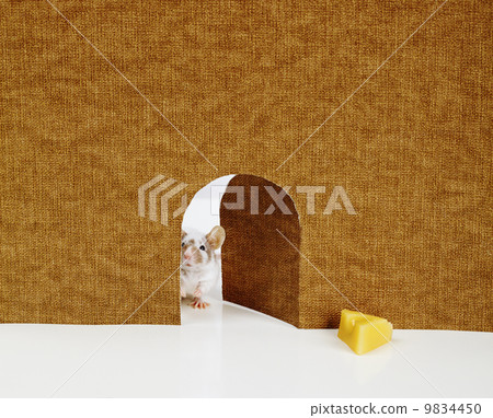 little mouse coming out of it's hole 9834450