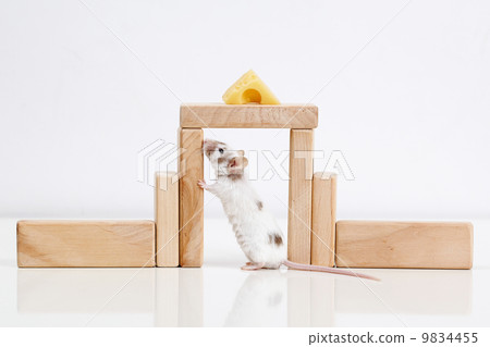 white mouse and house white mouse and house 9834455