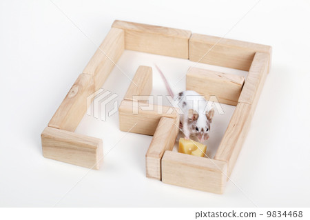 mouse in maze looking for cheese 9834468