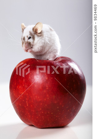 funny mouse on big red apple funny mouse on big red apple 9834469