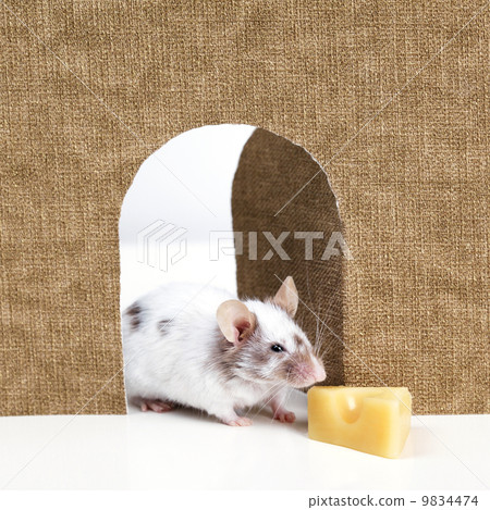 mouse coming out of it's hole 9834474