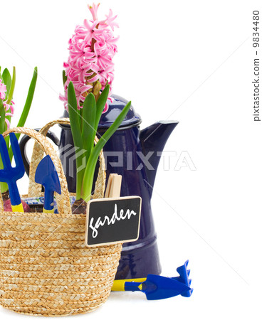 Gardening tools with hyacinth  9834480