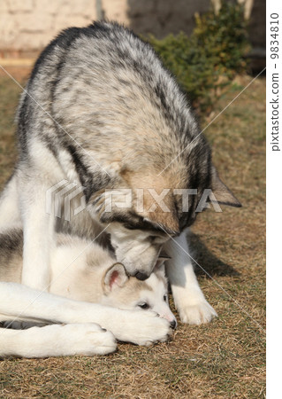 Alaskan malamute parent with puppy 9834810