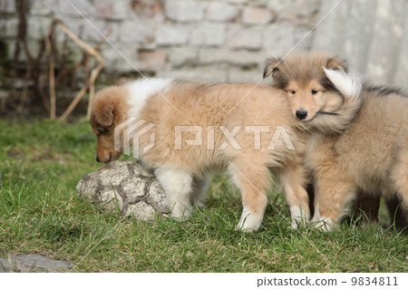Gorgeous Scotch Collie puppies 9834811
