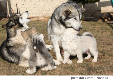 Alaskan malamute parents with puppies 9834812