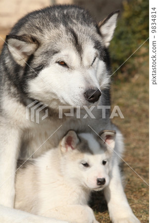 Alaskan malamute parent with puppy 9834814