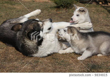 Alaskan malamute parent with puppies 9834815