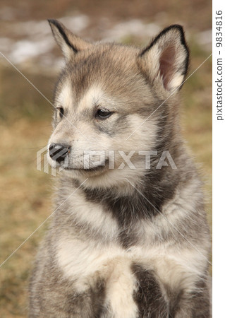 Portrait of Alaskan Malamute puppy 9834816