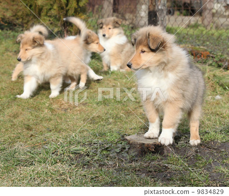 Gorgeous Scotch Collie puppies 9834829
