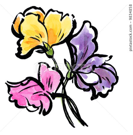 香豌豆 花朵 花 9834858