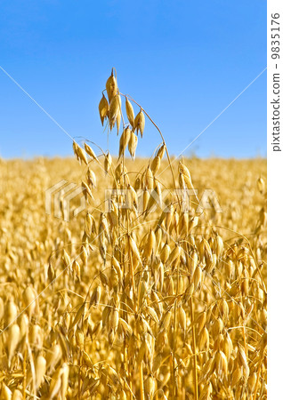 Stem oats field Stem oats field 9835176