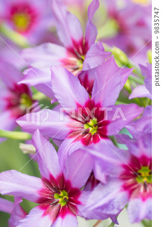  Leu Coco Leine 9835747