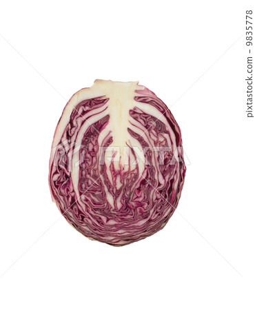 Red Cabbage cross section on White Background Red Cabbage cross section on White Background 9835778