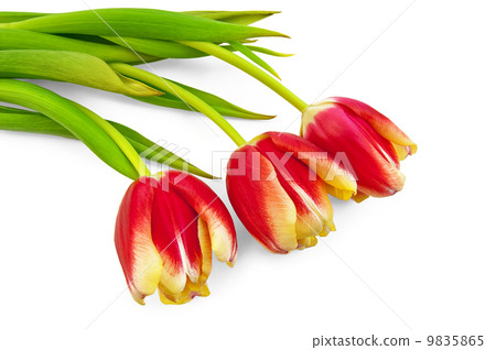 Three yellow-red tulips 9835865