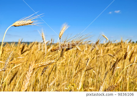 Wheatfield Wheatfield 9836106