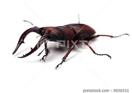 Sawtooth grass - Prorosocoilus inclinatus 9836331