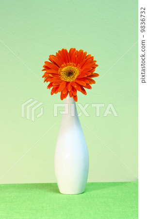 Orange gerber 9836732