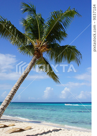 Caribbean Beach, Dominican Republic 9837184