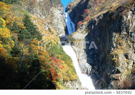 Autumn leaves of the famous Falls boasting the largest difference in Japan 9837692