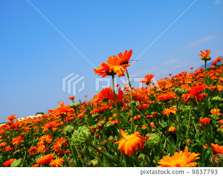 bloom, blossom, blossoms 9837793