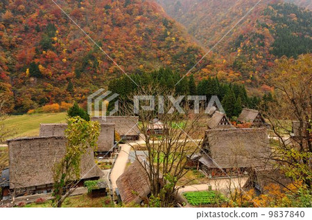 Gokayama's palms colony set Suganuma Gokayama's palms colony set Suganuma 9837840