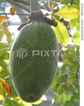 African baobab fruit 9844318