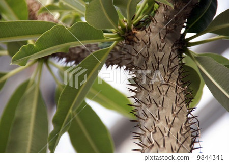 Pakipodium·拉梅利 Pakipodium·拉梅利 9844341