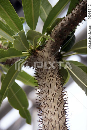 Pakipodium · Rameley 9844342