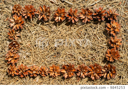 frame of pine needles and pine cones frame of pine needles and pine cones 9845253
