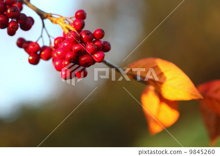 Rowan berries in the fall in natural setting Rowan berries in the fall in natural setting 9845260