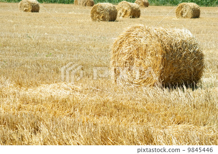 Rolled straw after harvesting - wheat field 9845446