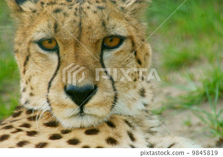 Cheetah (Acinonyx jubatus) looking 9845819