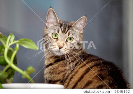 cat and flower on the window cat and flower on the window 9846162