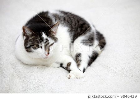 big home cat is lying on a bed big home cat is lying on a bed 9846429