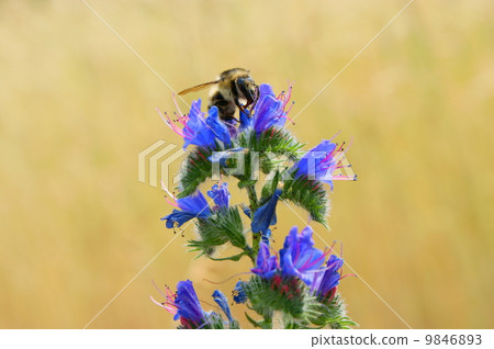 worker bee close-up of bellflowers 9846893