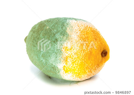 Green moldy lemon citrus fruit isolated. Damaged food. 9846897