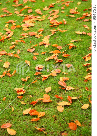 autumn leaves on green grass autumn leaves on green grass 9847513