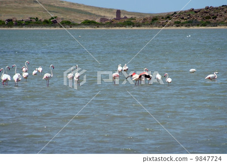 Flamingos 9847724